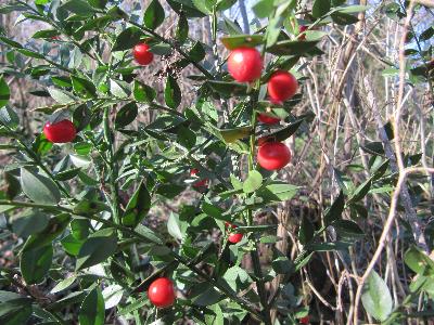 Ruscus aculeatus
