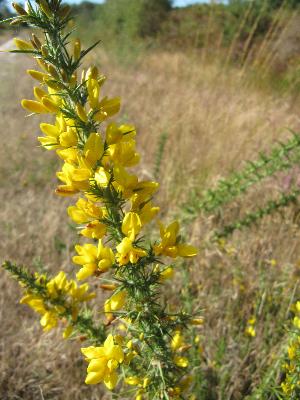 Ulex minor