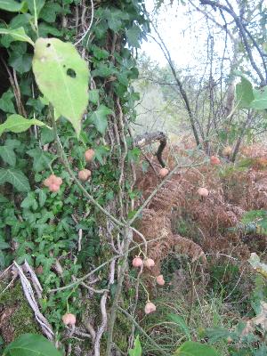 Euonymus europaeus