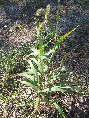 Setaria italica