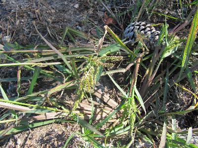 Echinochloa crus-galli