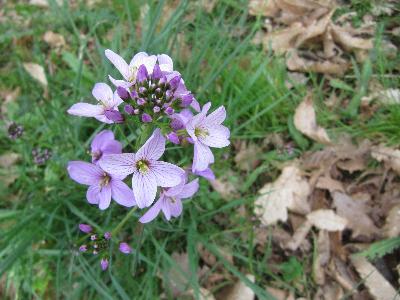 Cardamine pratensis