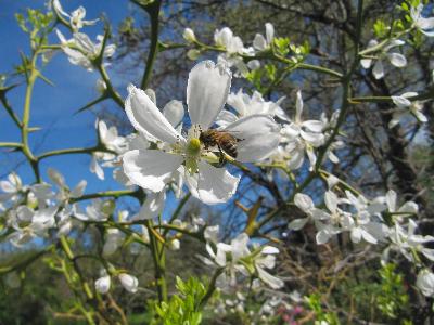 Poncirus trifoliata