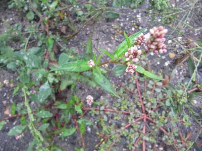 Persicaria maculosa 