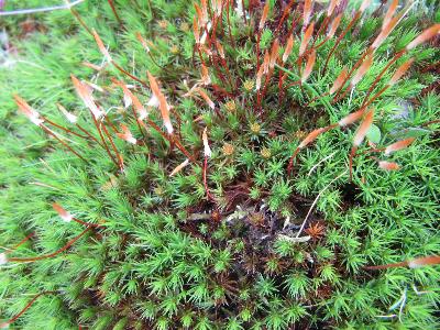 Polythricum formosum
