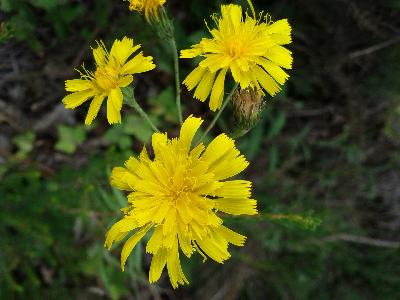Hieracium laevigatum  ?????