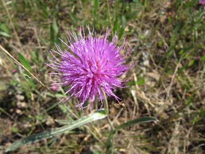 Cirsium dissectum