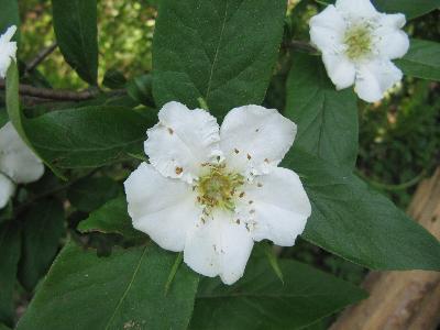 Mespilus germanicus