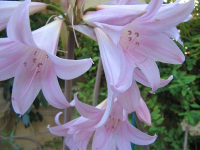 Amaryllis belladonna