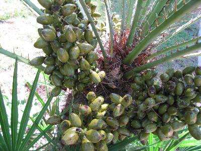 Chamaerops humilis
