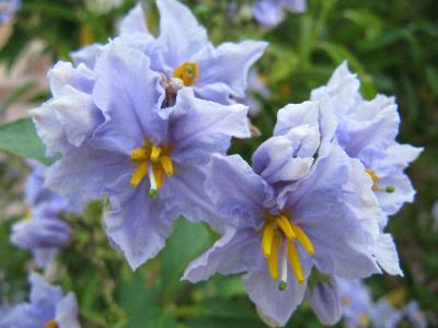 Solanum bonariense