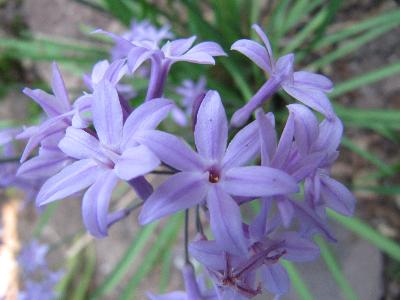 Thulbergia violacea
