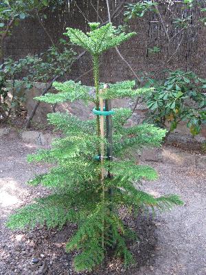 Araucaria heterophylla