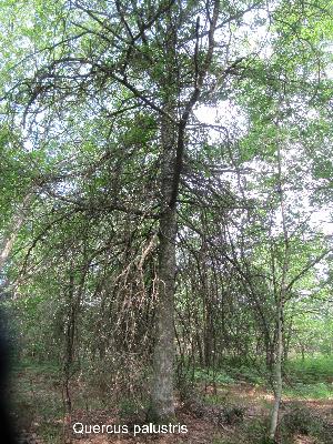 Quercus palustris