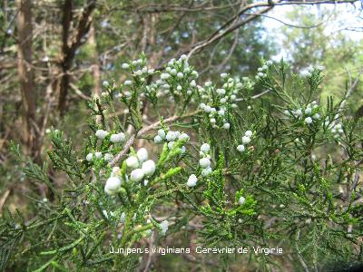 Juniperus virginiana