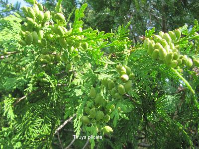 Thuja plicata