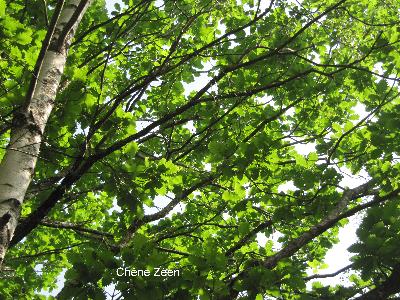 Quercus canariensis