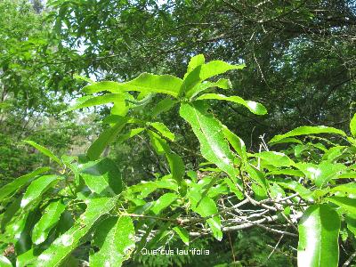 Quercus laurifolia