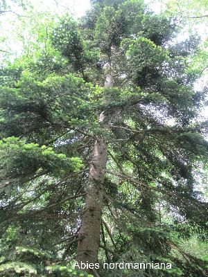Abies nordmanniana