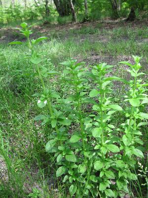 Mentha pulegium