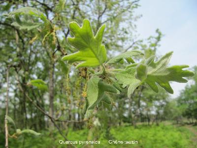 Quercus pyrenaica