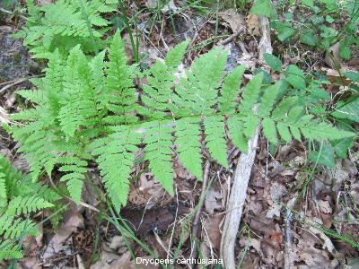 Dryopteris carthusiana
