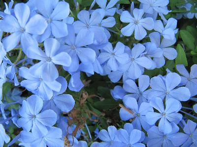 Plumbago auriculata