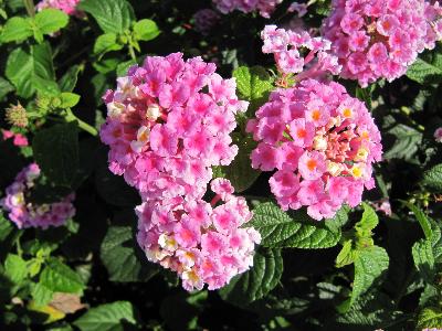 Lantana camara