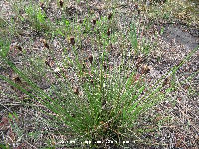Schoenus nigricans