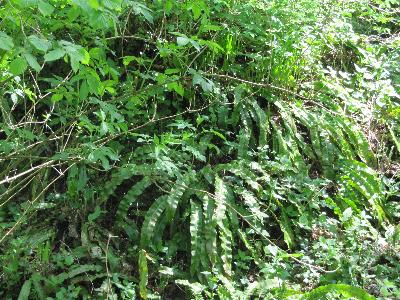 Asplenium scolopendrium