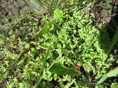 Radiola linoides