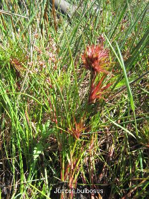 Juncus bulbosus