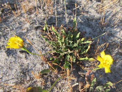 Leontodon saxatilis