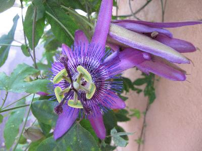 Passiflora amethist