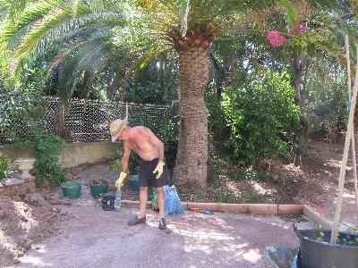 Phoenix canariensis