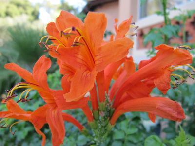 Tecoma capensis