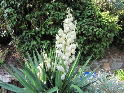 Yucca gloriosa