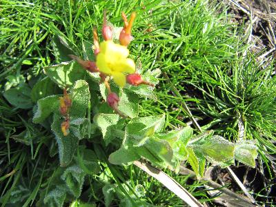 Hypericum elodes