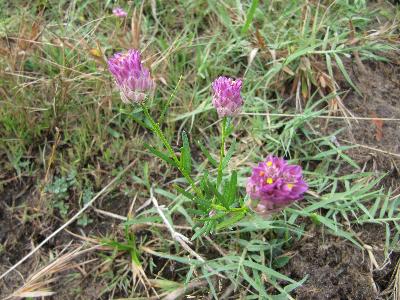 Polygala curtisii