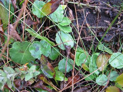 Hydrocotyle vulgaris