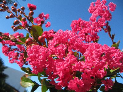 Lagerstroemia indica