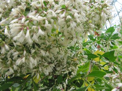 Baccharis halimifolia