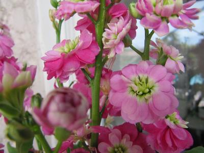 Matthiola incana