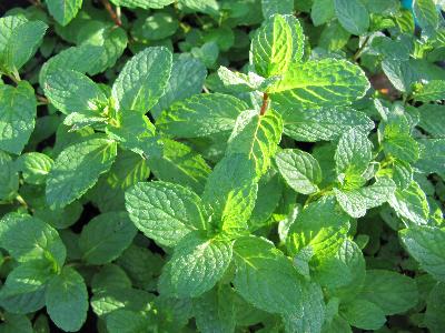 Mentha spicata, Mentha viridis
