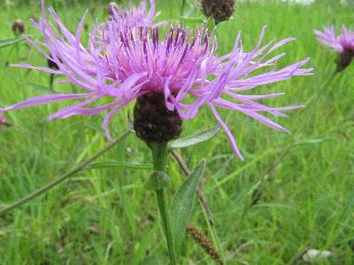 Centaurea thuillieri