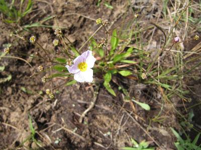 Baldellia ranunculoides