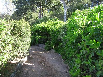 Euonymus japonicus