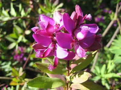 Polygala myrtifolia