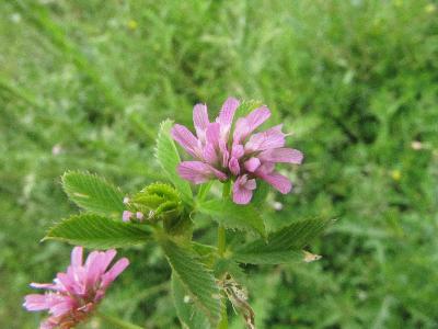 Trifolium resupinatum