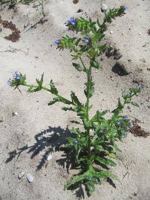Lycopsis arvensis     ex   Anchusa arvensis